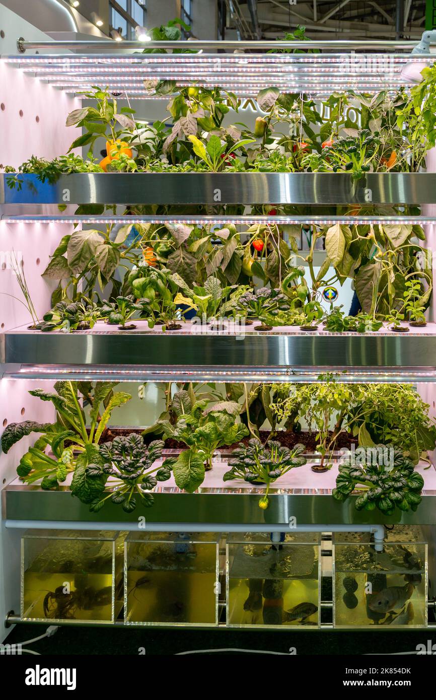 Growing peppers hydroponically under phytolamps Stock Photo Alamy