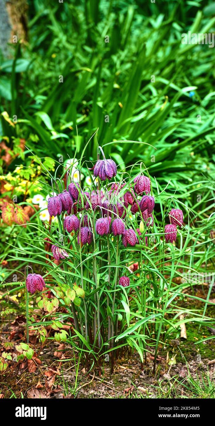 Beautiful flowers from my garden. A series of beautiful garden photos. Stock Photo