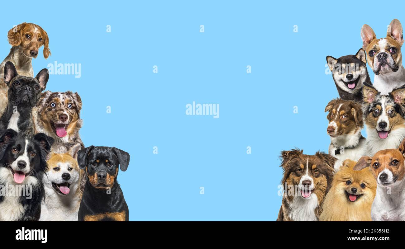 What Are All The Dog Groups