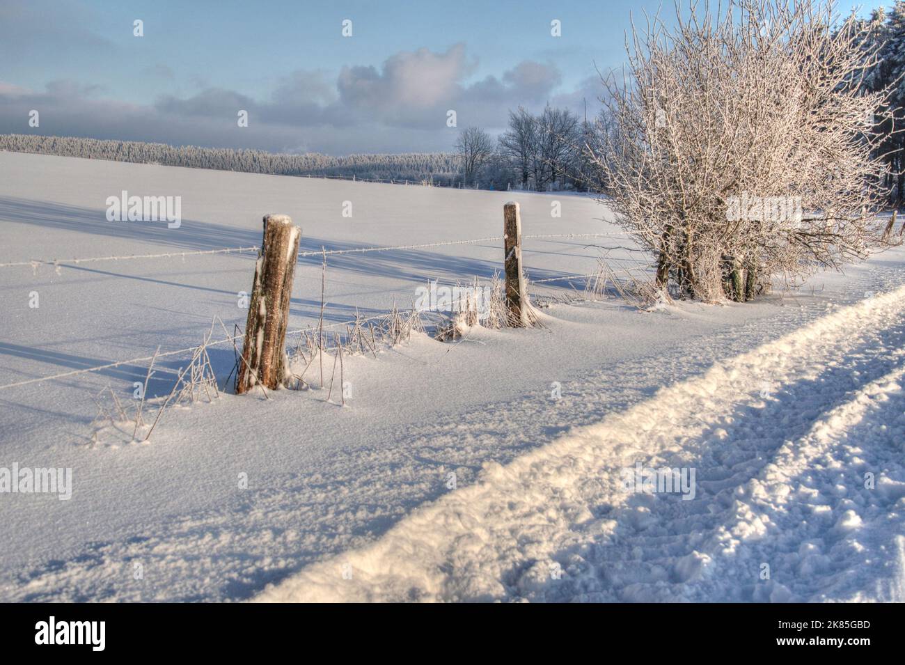 Zaun im wald hi-res stock photography and images - Alamy