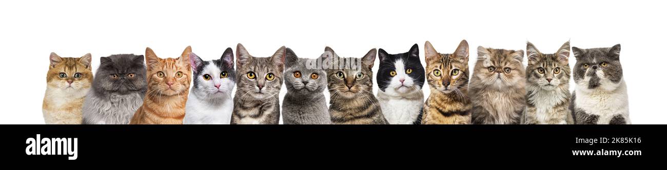 Large group of cats together in a row looking at the camera isolated on white Stock Photo