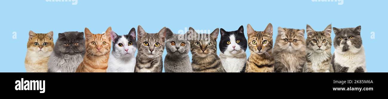 Many cats head shot looking at the camera on blue background Stock Photo