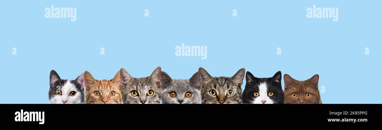 Many portraits of cat heads in a row looking at the camera on a blue background, forming a banner Stock Photo