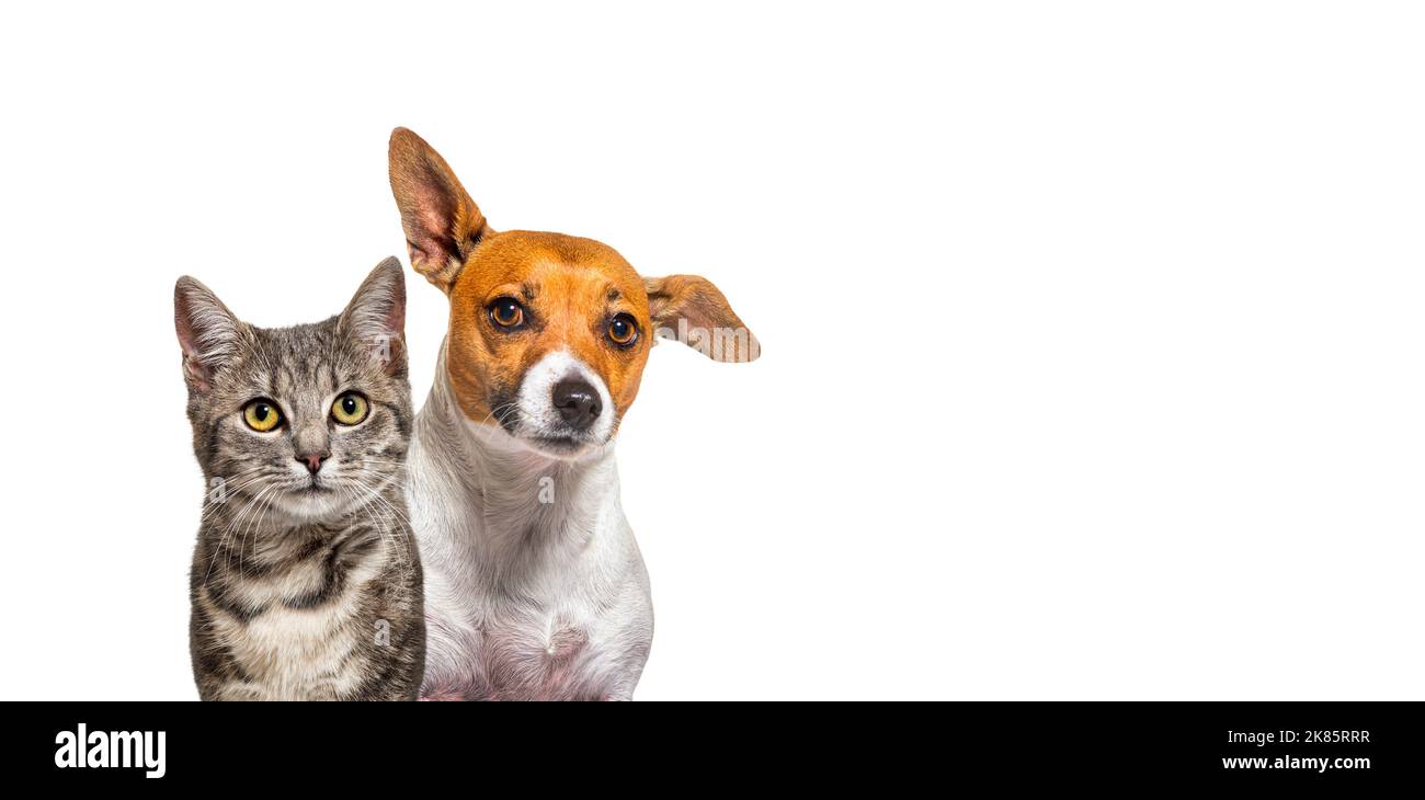 Do Jack Russell Get Along With Cats