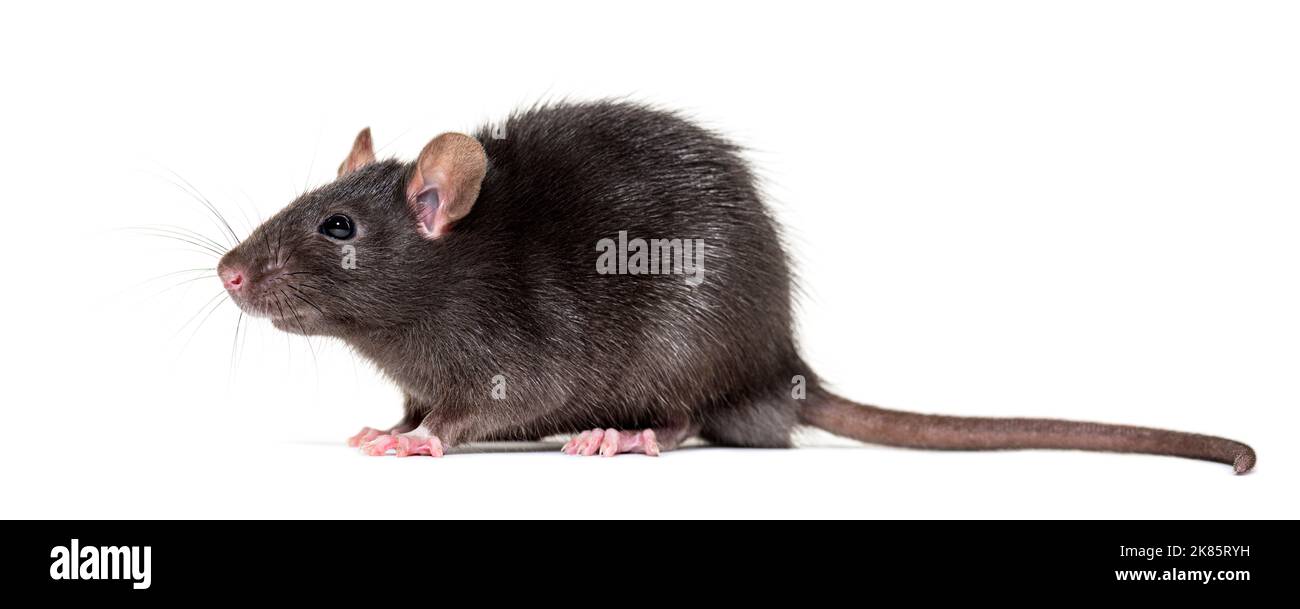 Крыса Черная Домашняя Купить