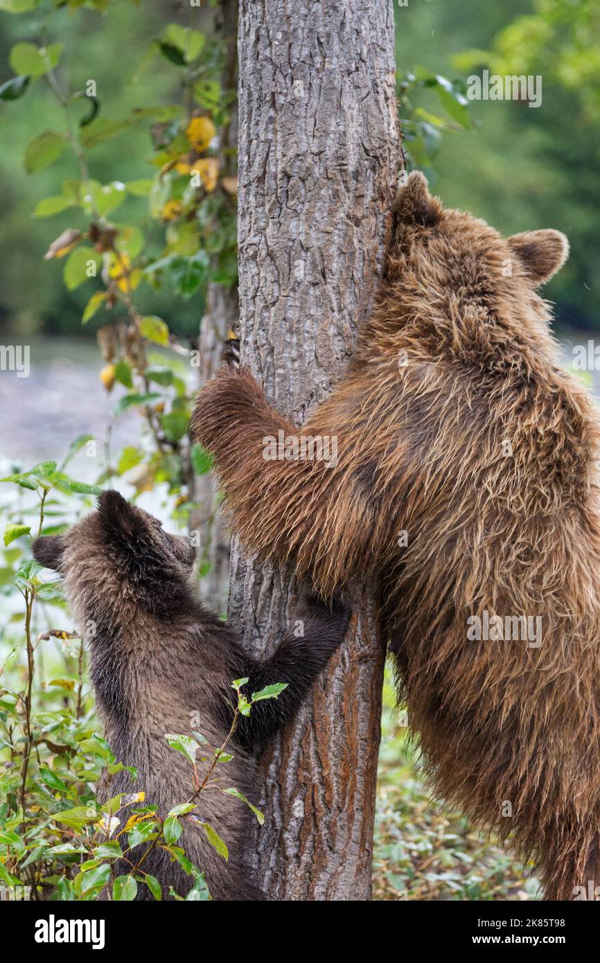 The cub imitates mum. British Columbia, Canada: THESE ADORABLE images show a mother bear teaching her cub the ancient art of the tree bark back-scratc Stock Photo