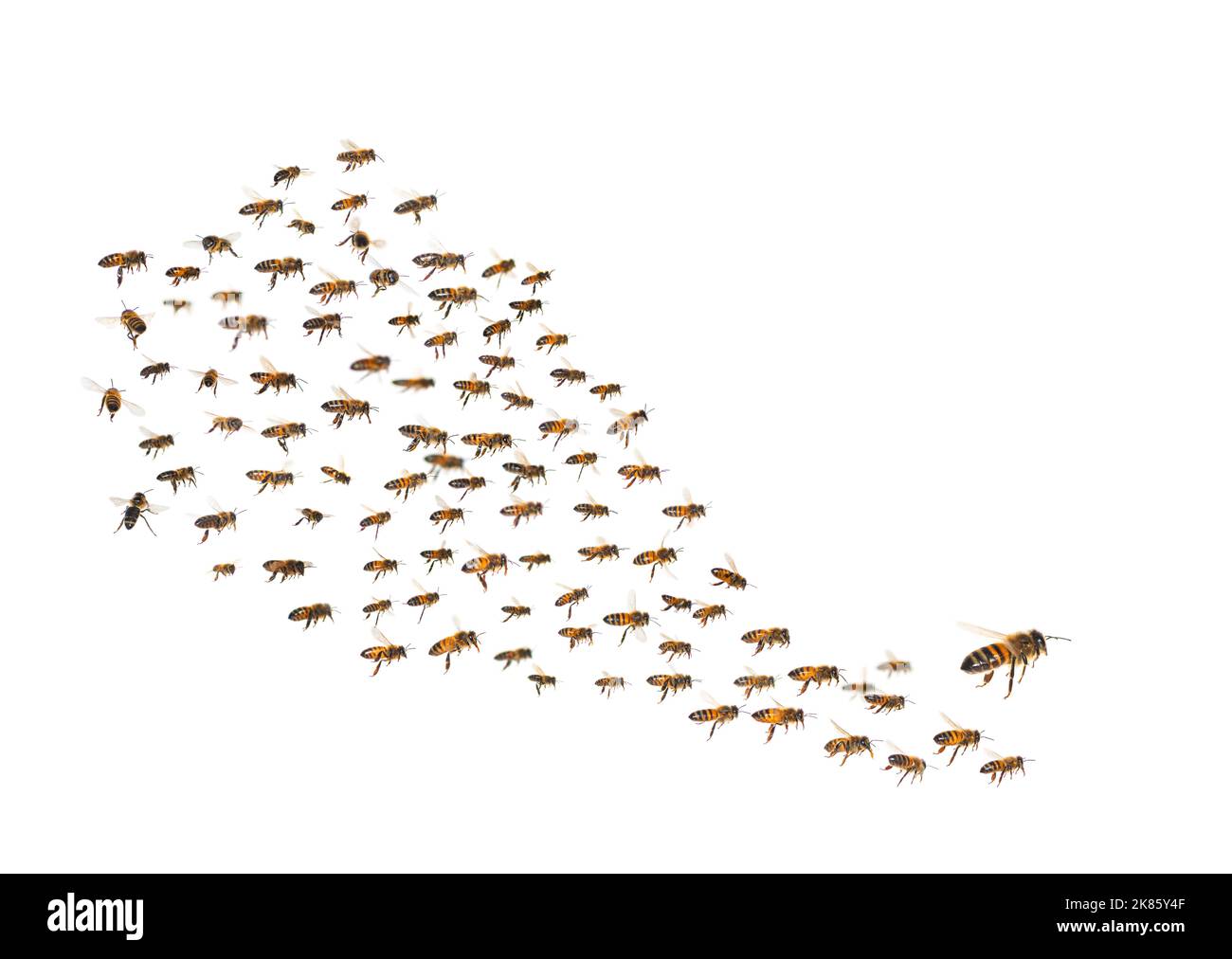 The swarm flock of bees that had. Insect swarm.