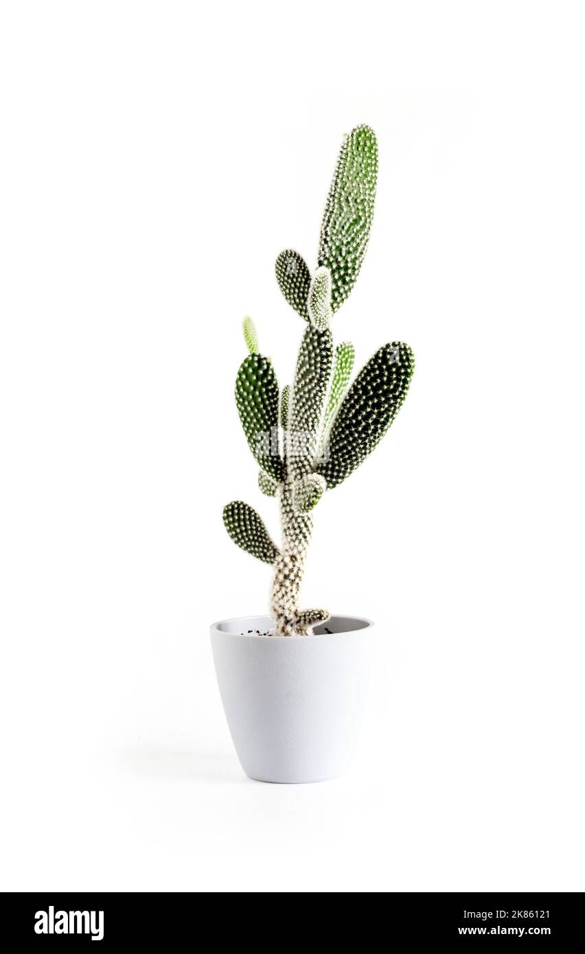 Opuntia microdasys var. albispina cactus in a pot isolated on white background. Stock Photo