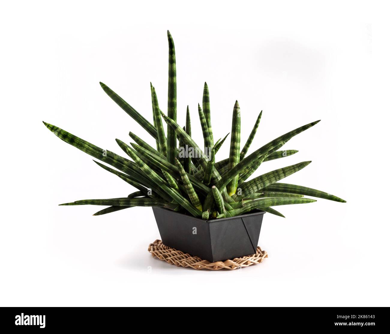 Potted Sansevieria cylindrica var. patula isolated on white background. Sansevieria cylindrica also known as the cylindrical snake plant, African spea Stock Photo