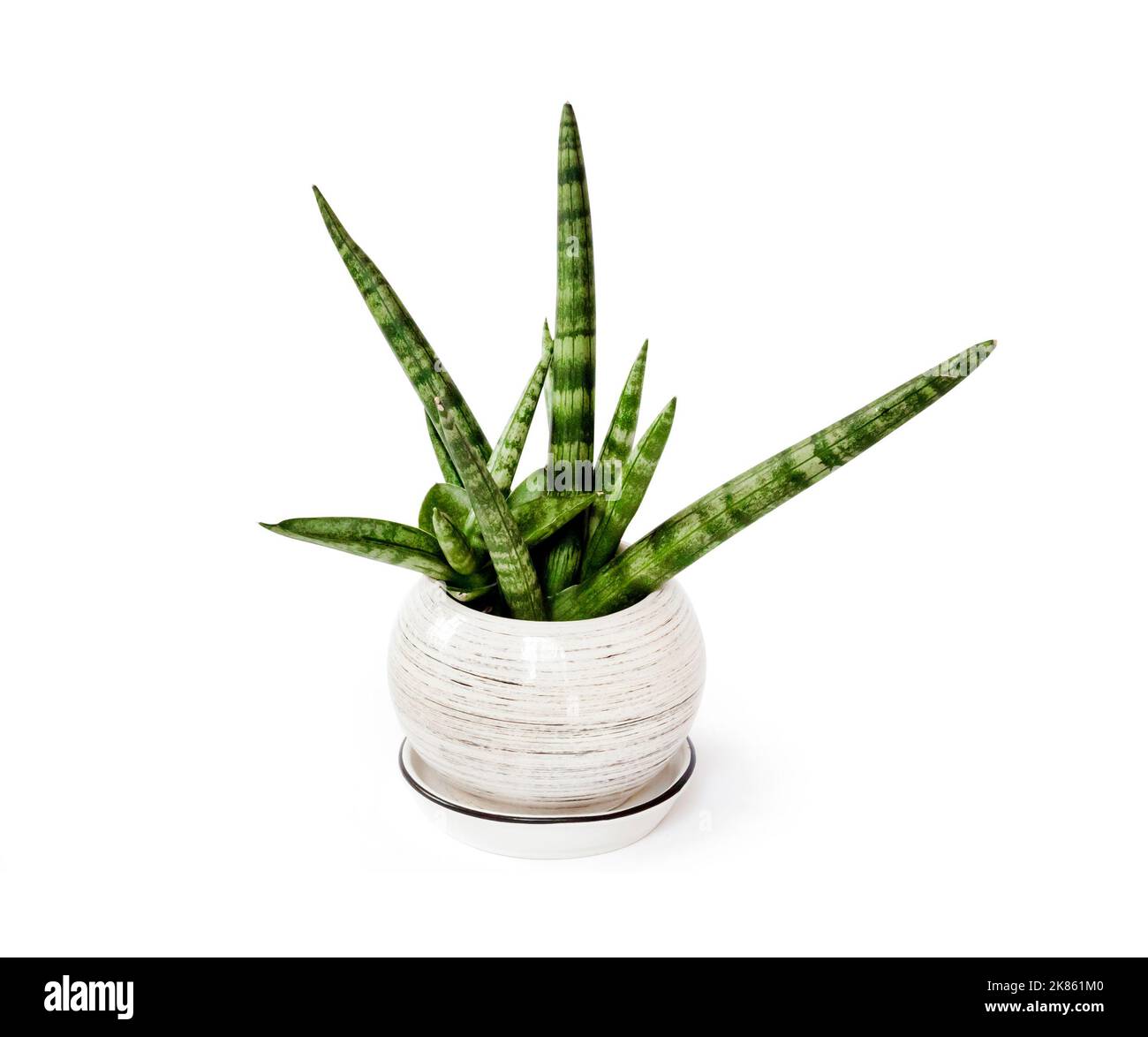 Potted Sansevieria cylindrica var. patula isolated on white background with clipping path. Sansevieria cylindrica also known as the cylindrical snake Stock Photo