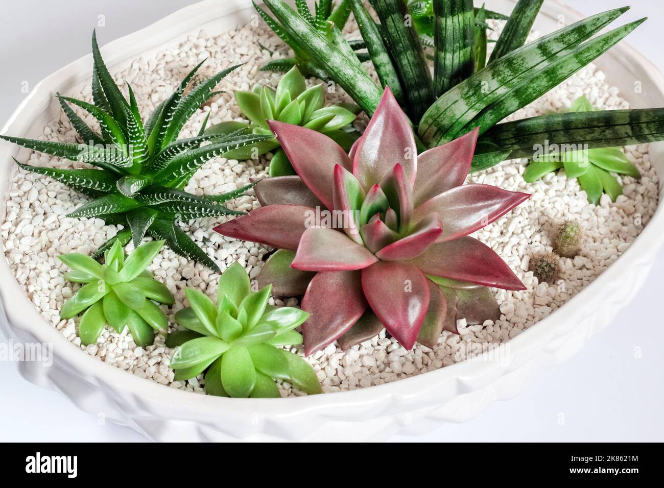 sansevieria kirkii Sansevieria kirkii 'Silver Blue'