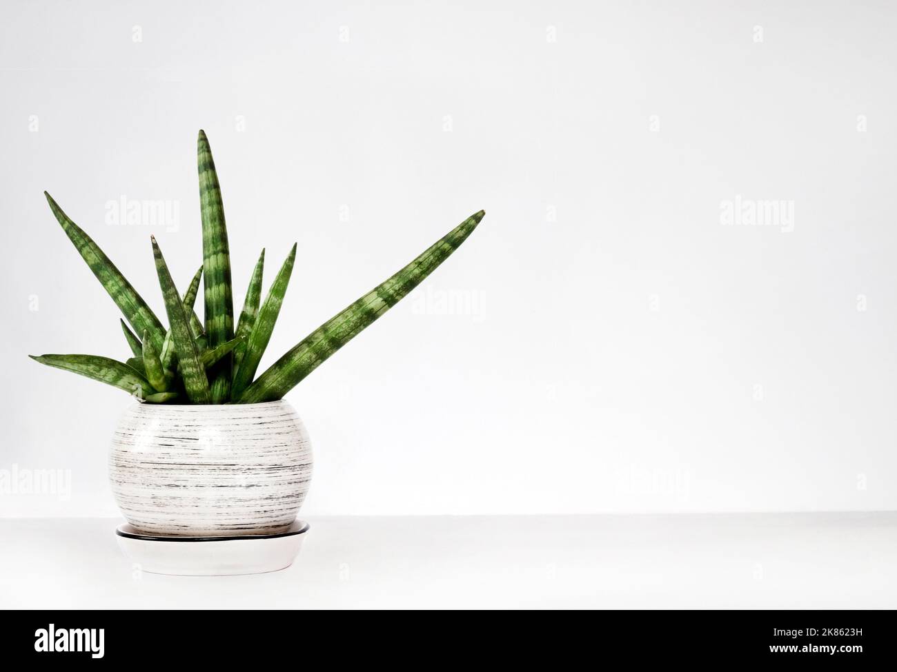 Potted Sansevieria cylindrica var. patula (Boncel) on a white wall background with copy space Stock Photo