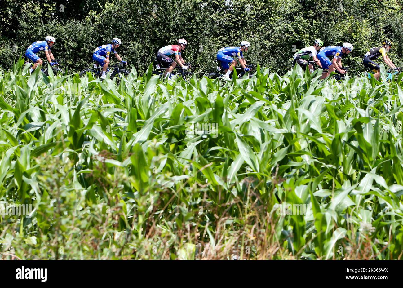 Quick Step Floors team leading the peloton as they pass by corn fields Stock Photo Alamy
