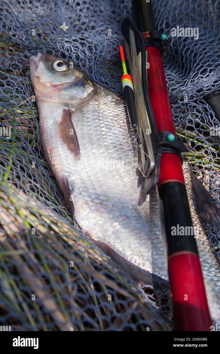 Catching fish - big freshwater common bream known as bronze bream