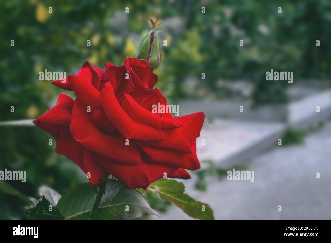 a red rose in the garden. A large rose flower with an unusual bud shape on a green blurred background. copy space. Stock Photo