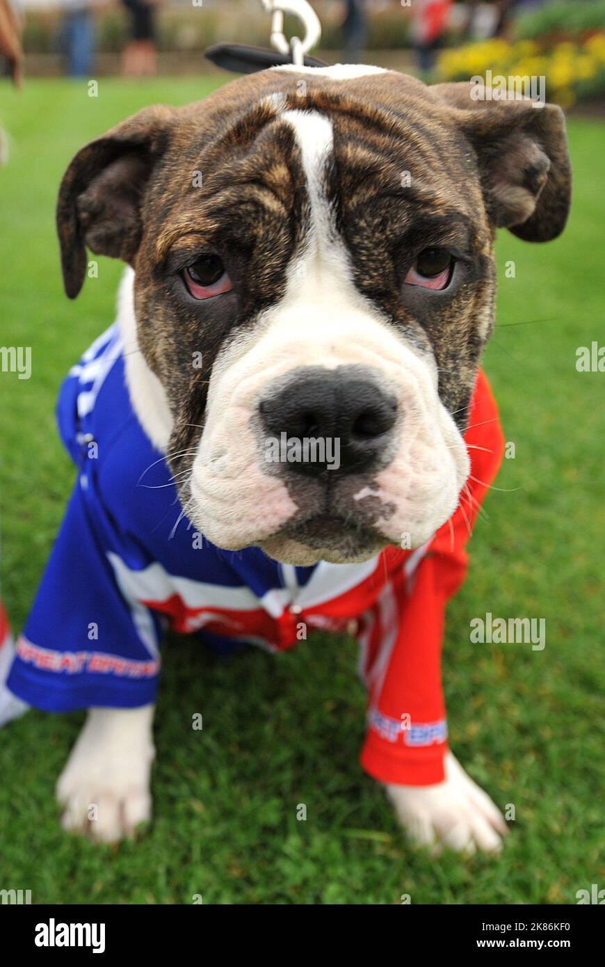 A dog dressed in the British flag the Great Britain team to