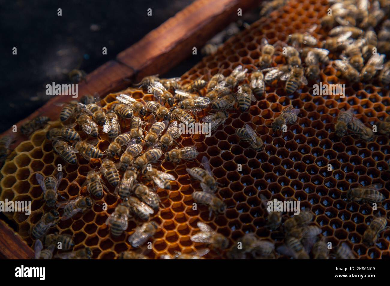 Frames of a beehive just taken from beehive with sweet honey. Busy bees