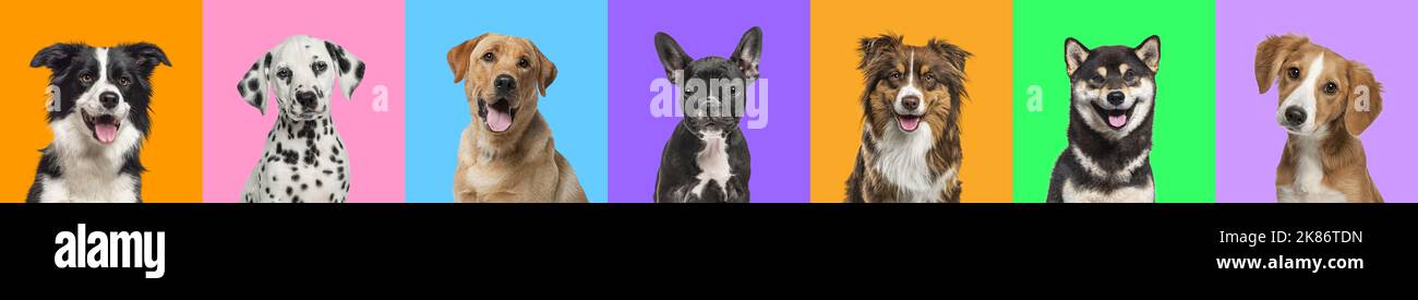 Banner, Collage of multiple dogs head portrait photos on a multicoloured background of a multitude of different bright colours. Stock Photo