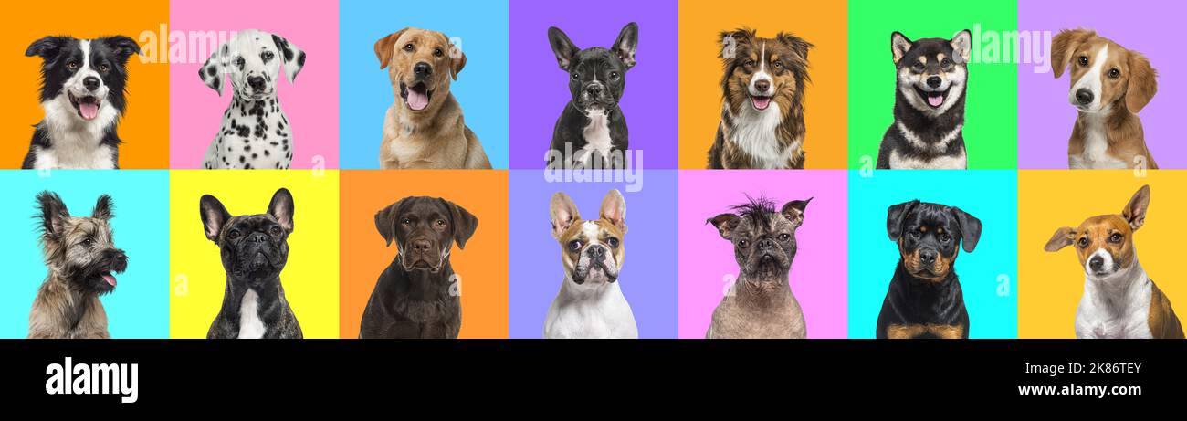 Banner, Collage of multiple dogs head portrait photos on a multicolored background of a multitude of different bright colors. Stock Photo