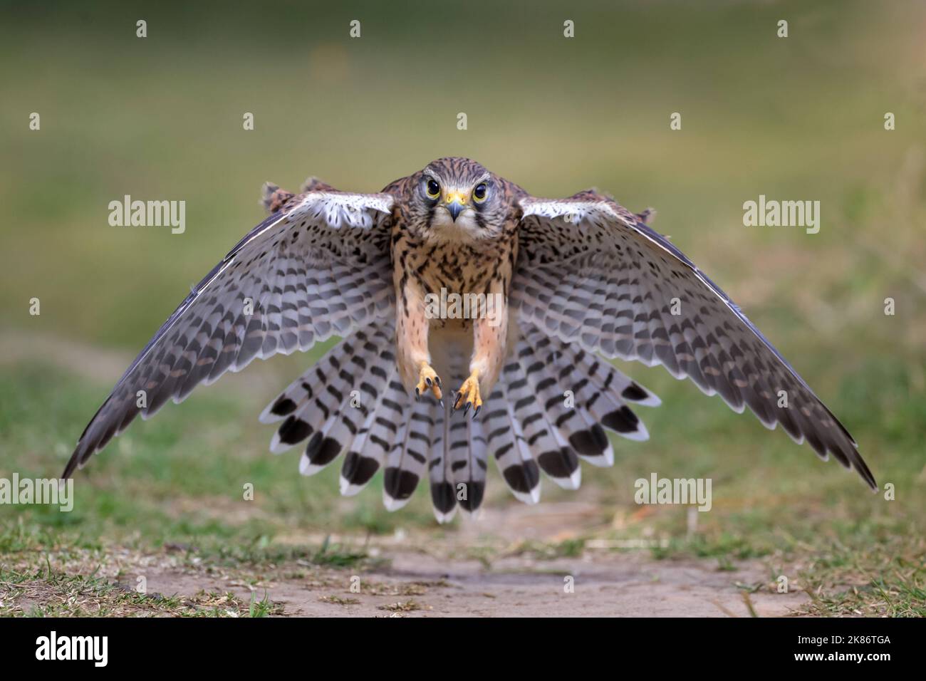 Coming in for the kill. Middlesex, UK: STUNNING images show a young kestrel marching across Middlesex grass in search of snacks as it begins its journ Stock Photo