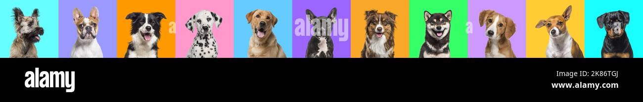 Banner, Collage of multiple dogs head portrait photos on a multicolored background of a multitude of different bright colors. Stock Photo