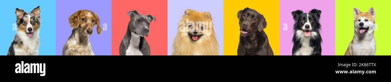 Banner, Collage of many dogs head portrait photos on multicolored  bright colors background Stock Photo