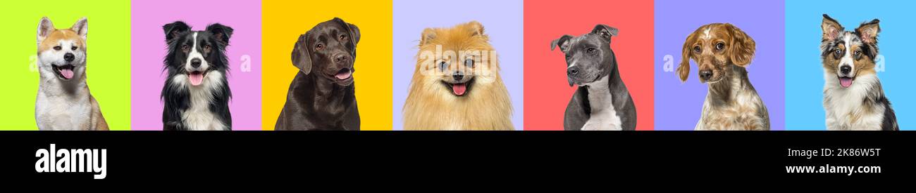 Banner, Collage of multiple dogs head portrait photos on a multicolored background of a multitude of different bright colors. Stock Photo