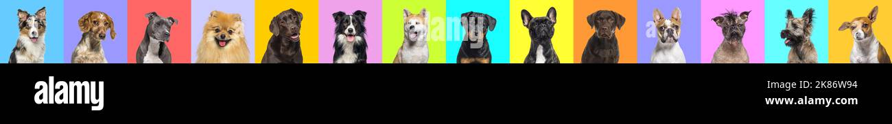 Banner, Collage of multiple dogs head portrait photos on a multicoloured background of a multitude of different bright colours. Stock Photo