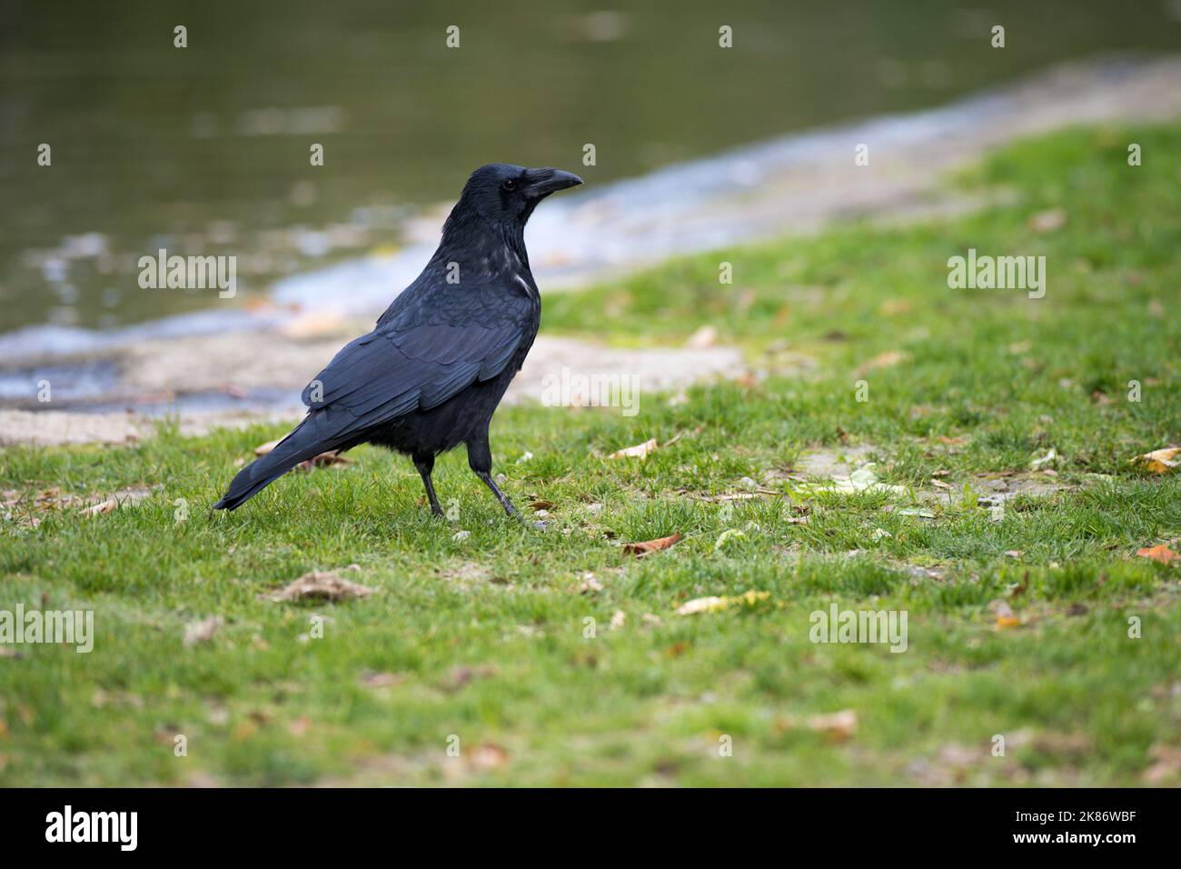 Close up of black raven standing on ground in green grass in front of ...