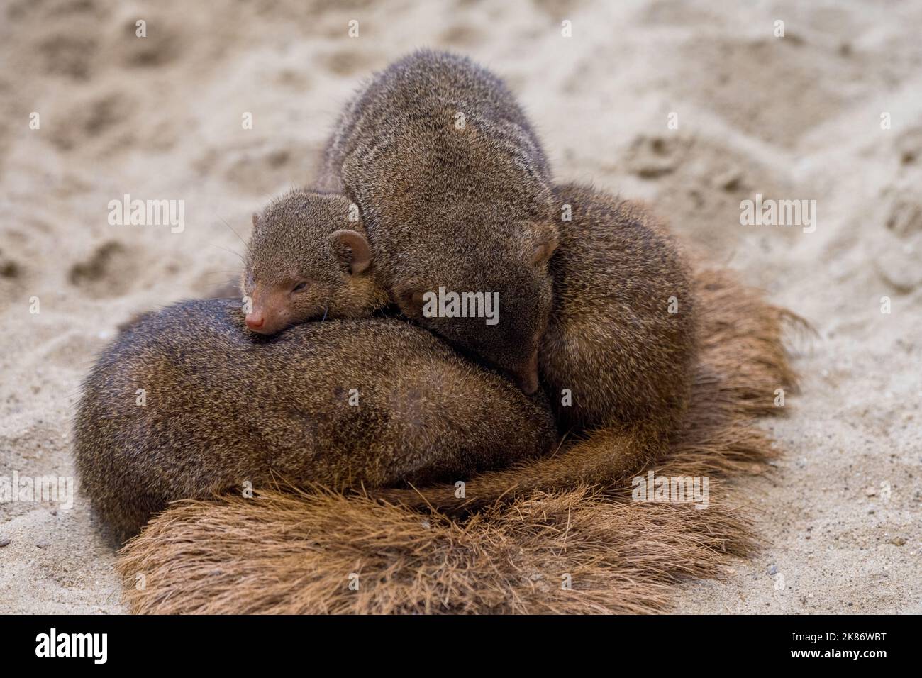 Extreme close up view of several cuddly cute little rodent mammals
