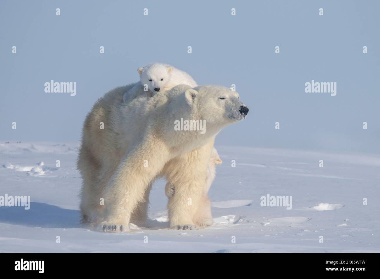 The cub hides on mums back. Wapusk National Park, Canada: DURING their first journey outside these three-month-old polar bear cubs couldn?t resist hop Stock Photo