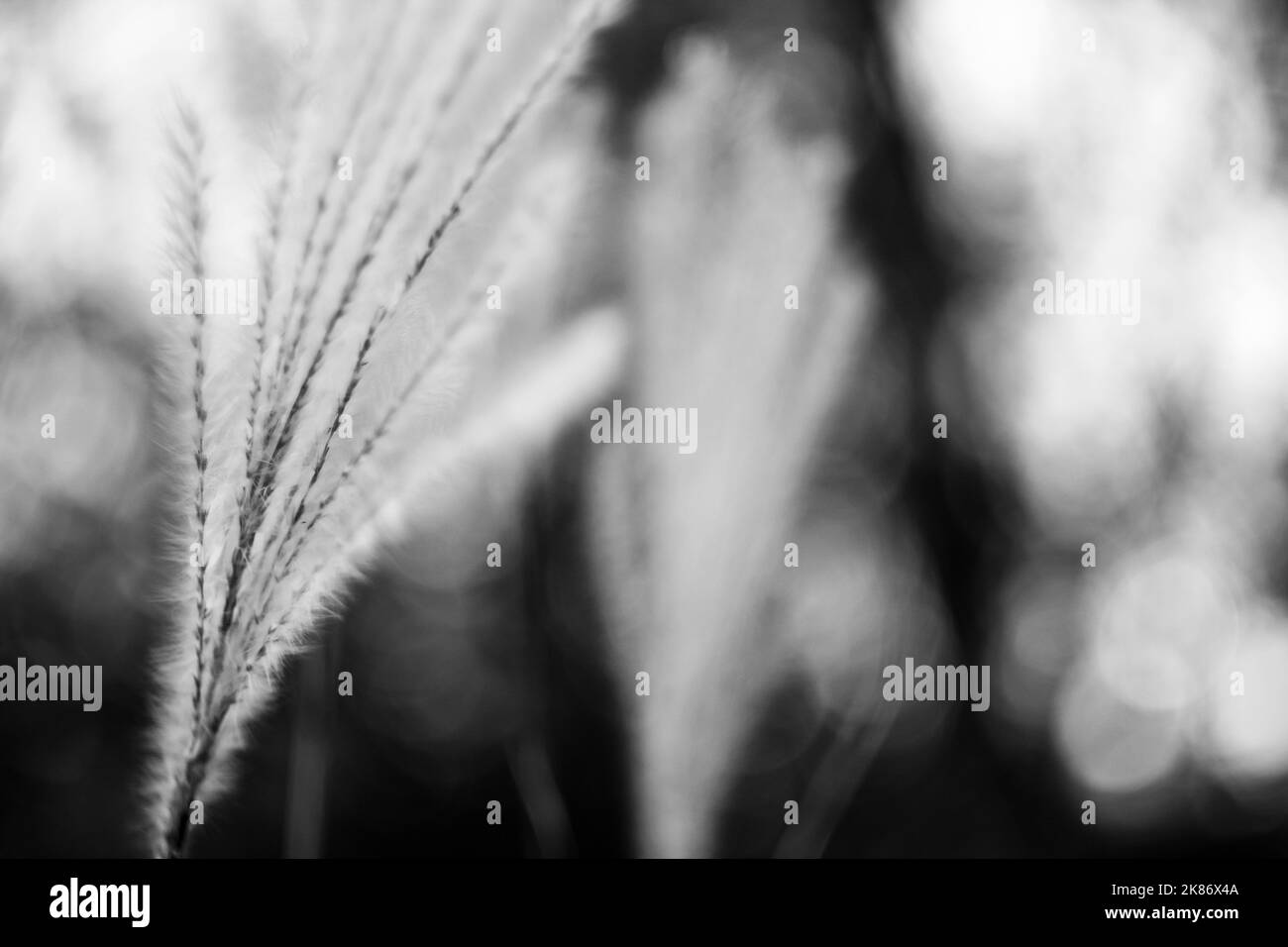 Aesthetic Nature Wallpaper Black And White