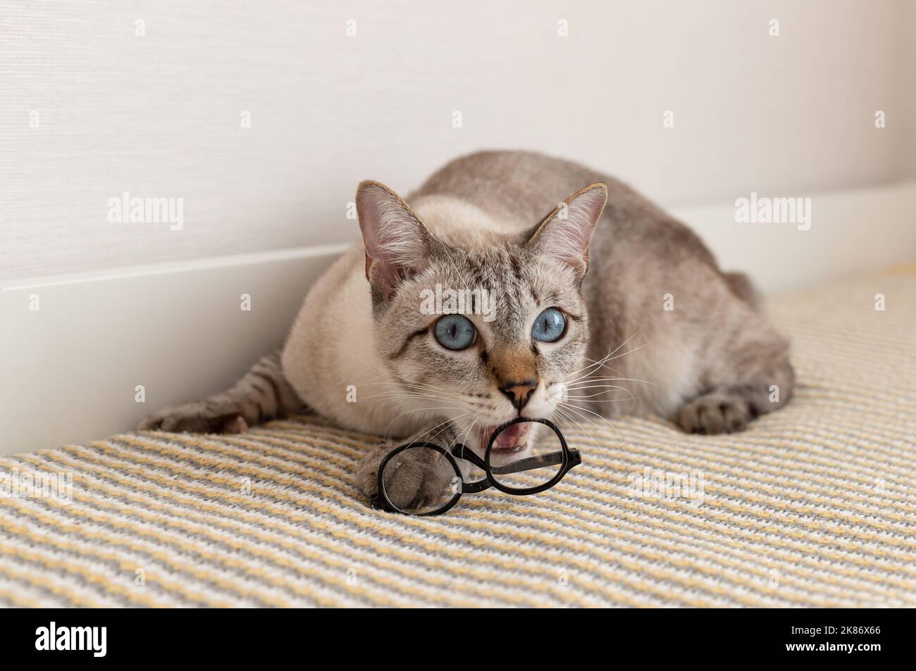 Playful purebred cat biting glasses and looking at the camera Stock Photo