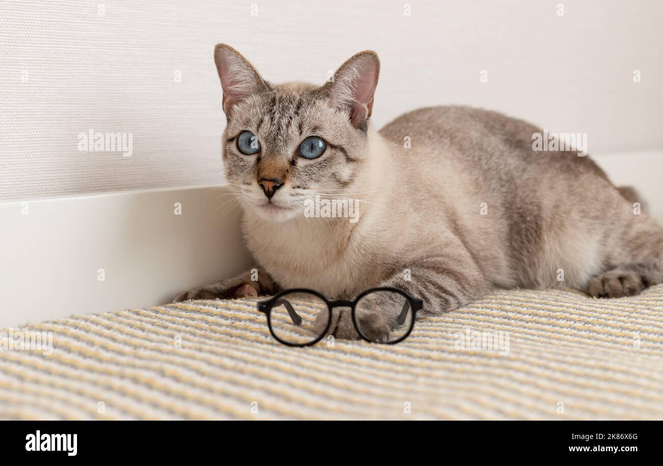 Purebred cat with glasses at home. Read and rest. Stock Photo