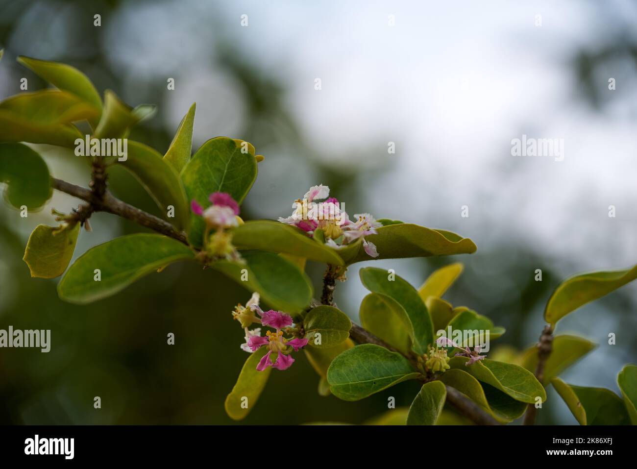 A selective focus shot of blooming barbados cherry (Malpighia glabra) in the garden Stock Photo