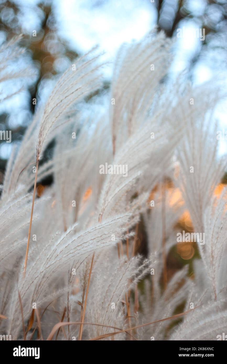 Blurred Bokeh Nature Background with Wild Dry Grass on Wind. Beautiful
