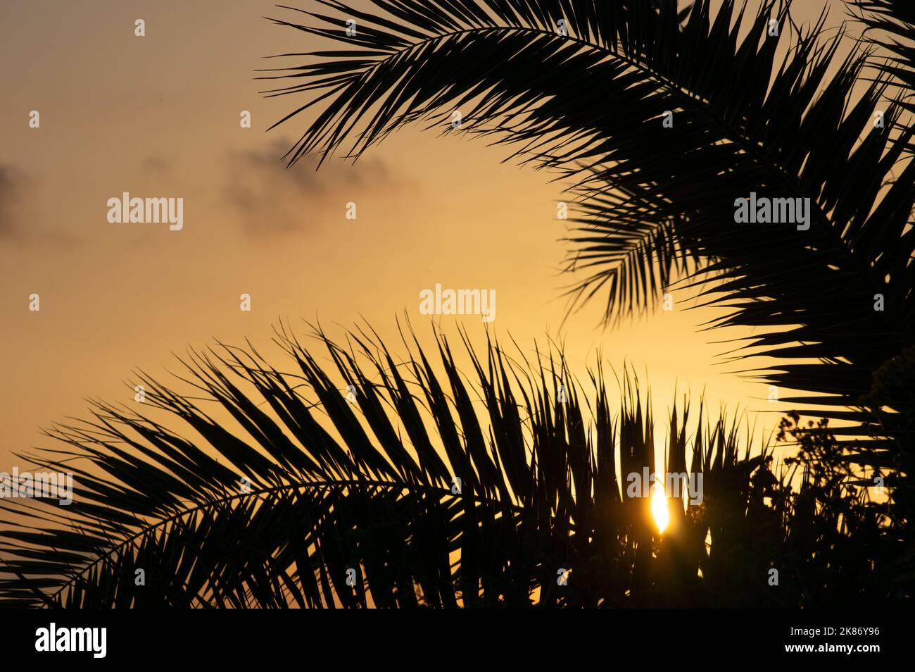 Palm trees and the sunset on the seaside Stock Photo - Alamy