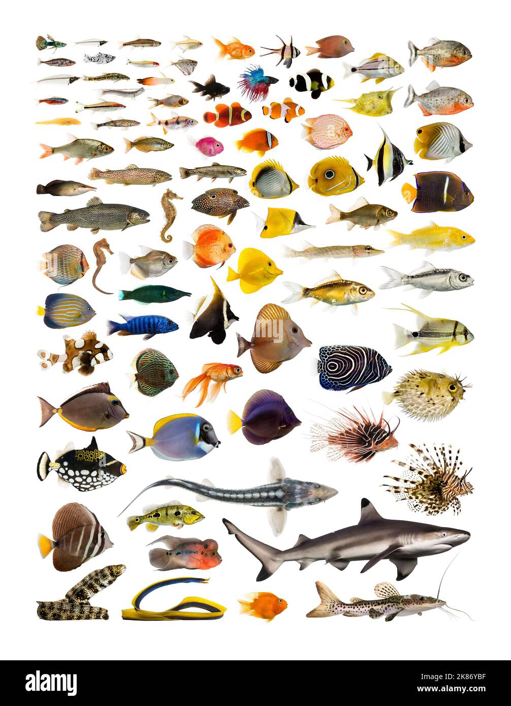Variety of fish swimming Cut Out Stock Images & Pictures - Alamy