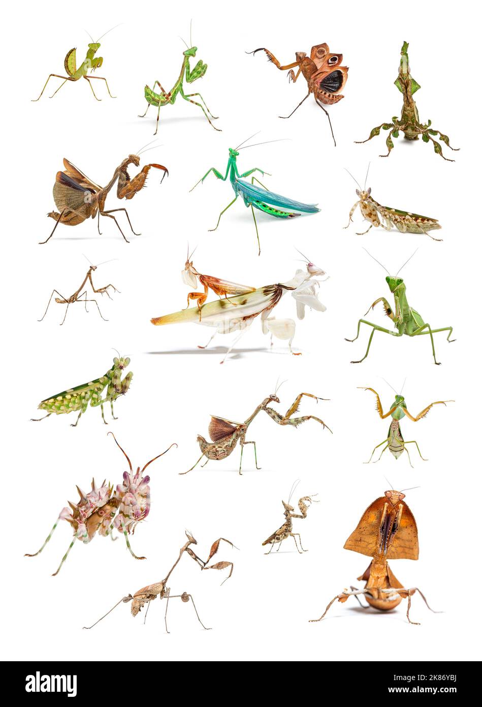 Decorative educational poster, set of many different species of praying mantis on white background Stock Photo
