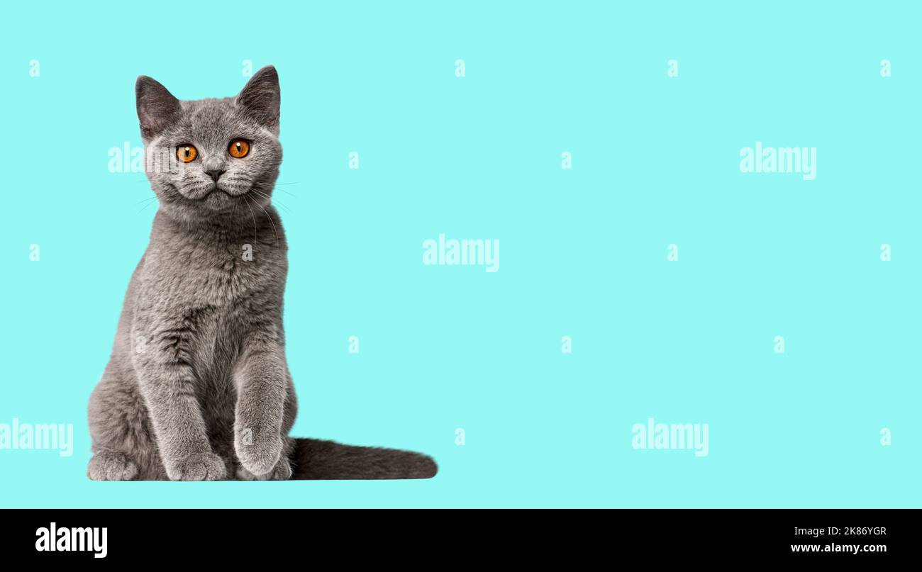British Shorthair cat kitten sitting and looking at camera on pistache