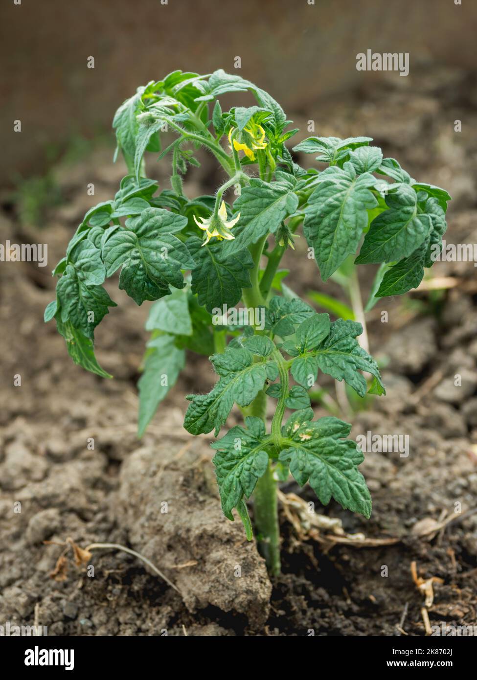 Potato in open ground. Green fresh leaves of edible plant. Gardening at spring and summer. Growing organic food. Stock Photo