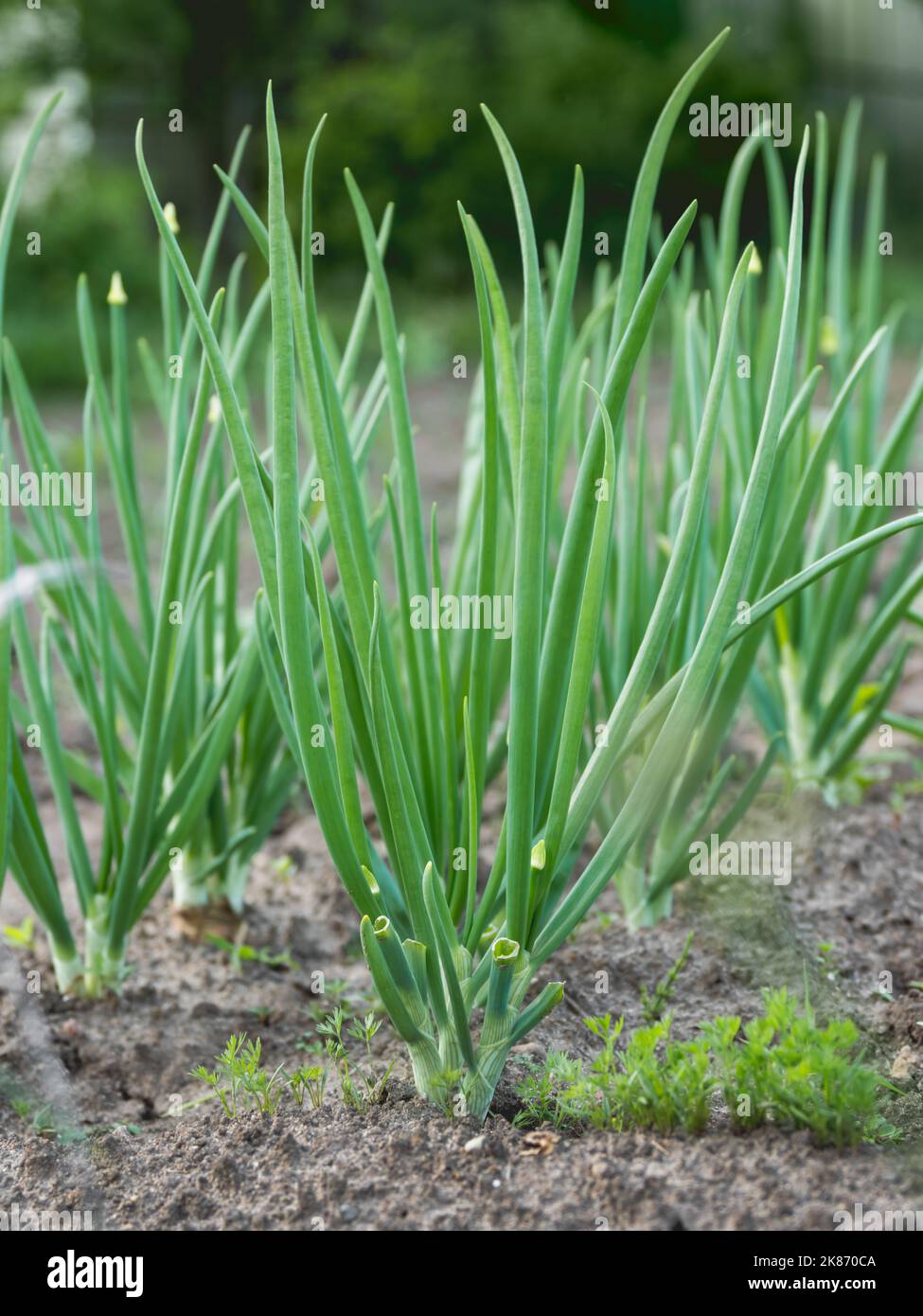 Onion in open ground. Green fresh leaves of edible plant. Gardening at spring and summer. Growing organic food. Stock Photo