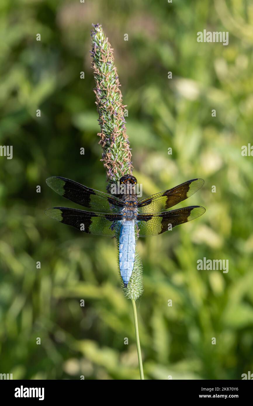 A vertical close-up shot of a blue dragonfly on a plant's stem Stock ...