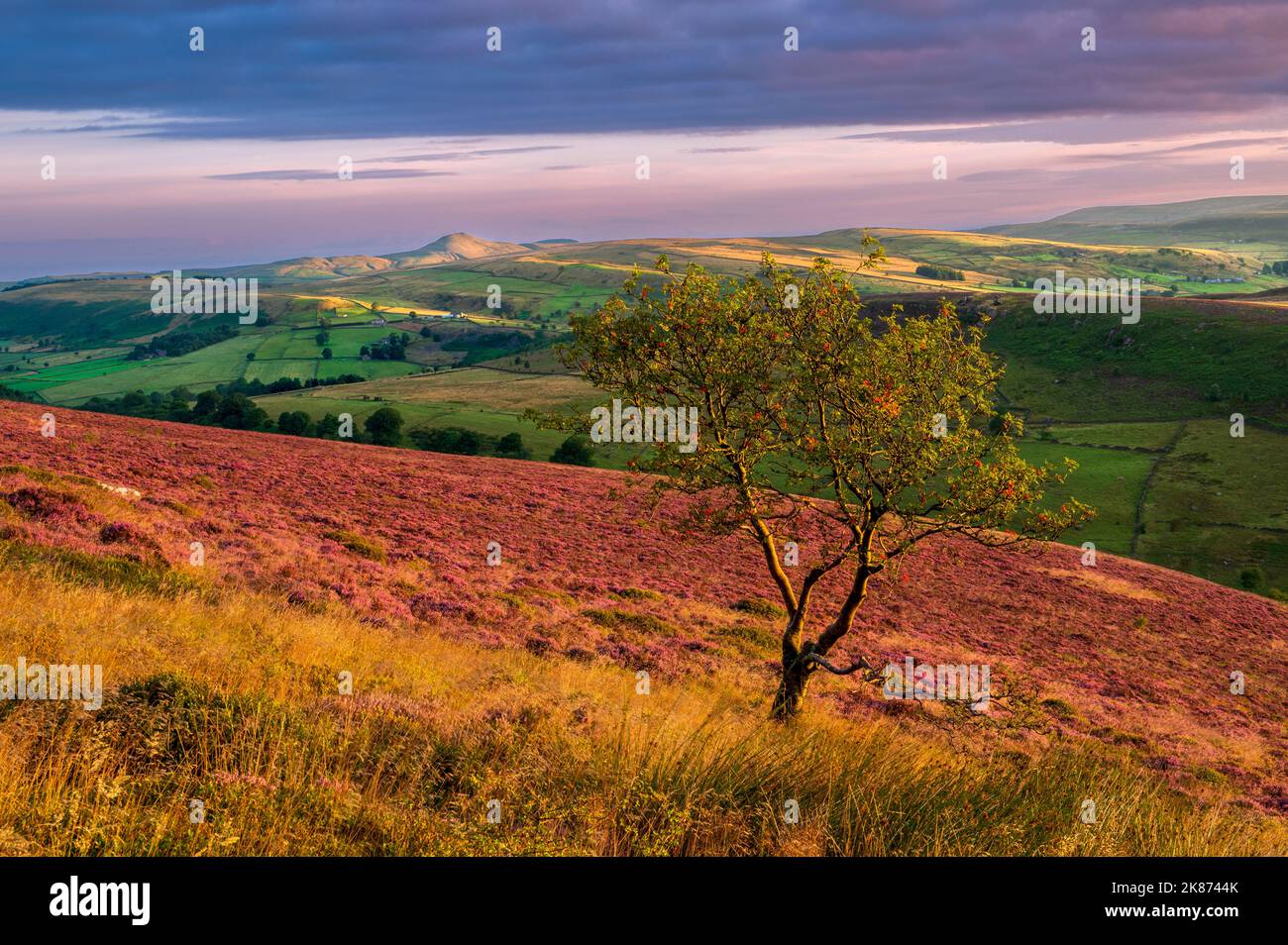 Summer view of Shutlinsloe with carpet of heather, Wildboarclough, Cheshire, England, United Kingdom, Europe Stock Photo