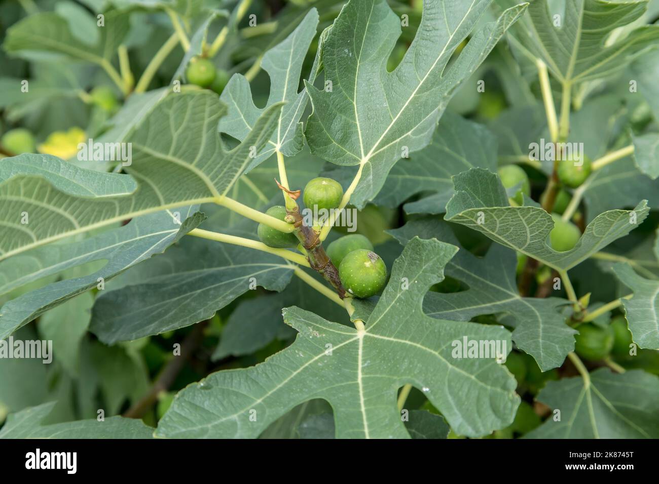 Fig tree branch unripe hi-res stock photography and images - Alamy