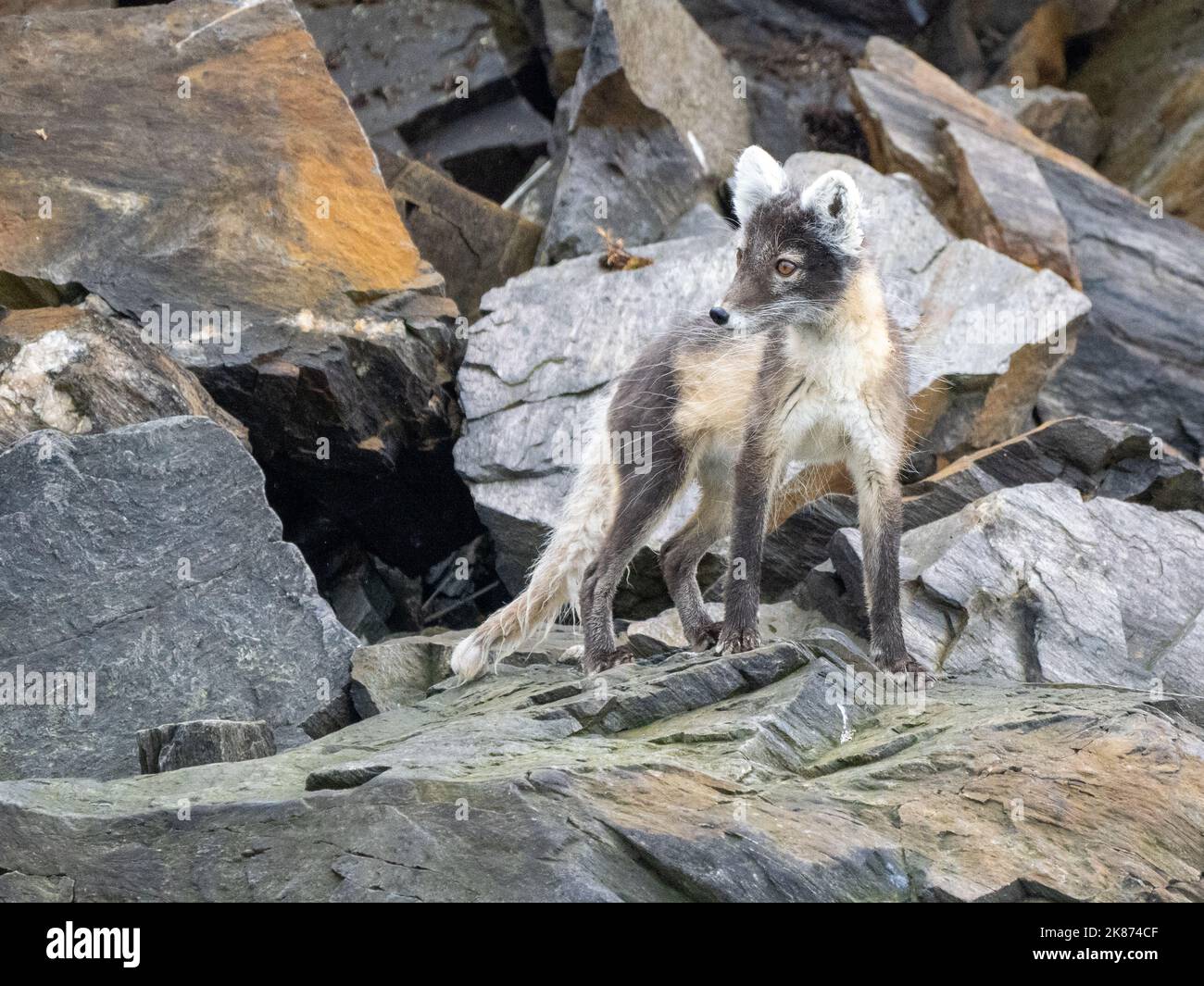 An adult Arctic fox (Vulpes lagopus) looking for prey along the beach at Signehamna, Svalbard, Norway, Europe Stock Photo