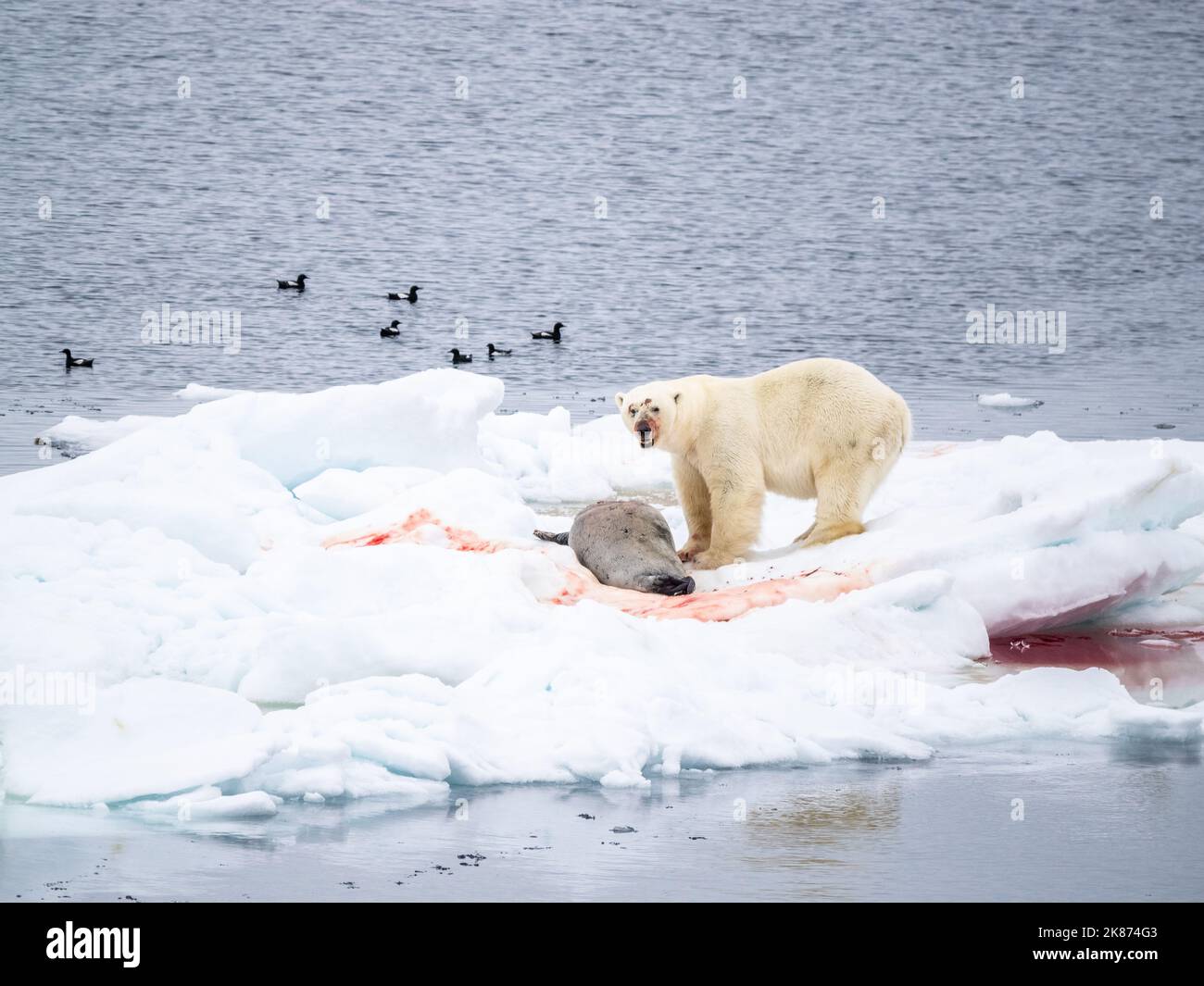 An adult male polar bear (Ursus maritimus) with a bearded seal kill on an ice floe in Storoya, Svalbard, Norway, Europe Stock Photo