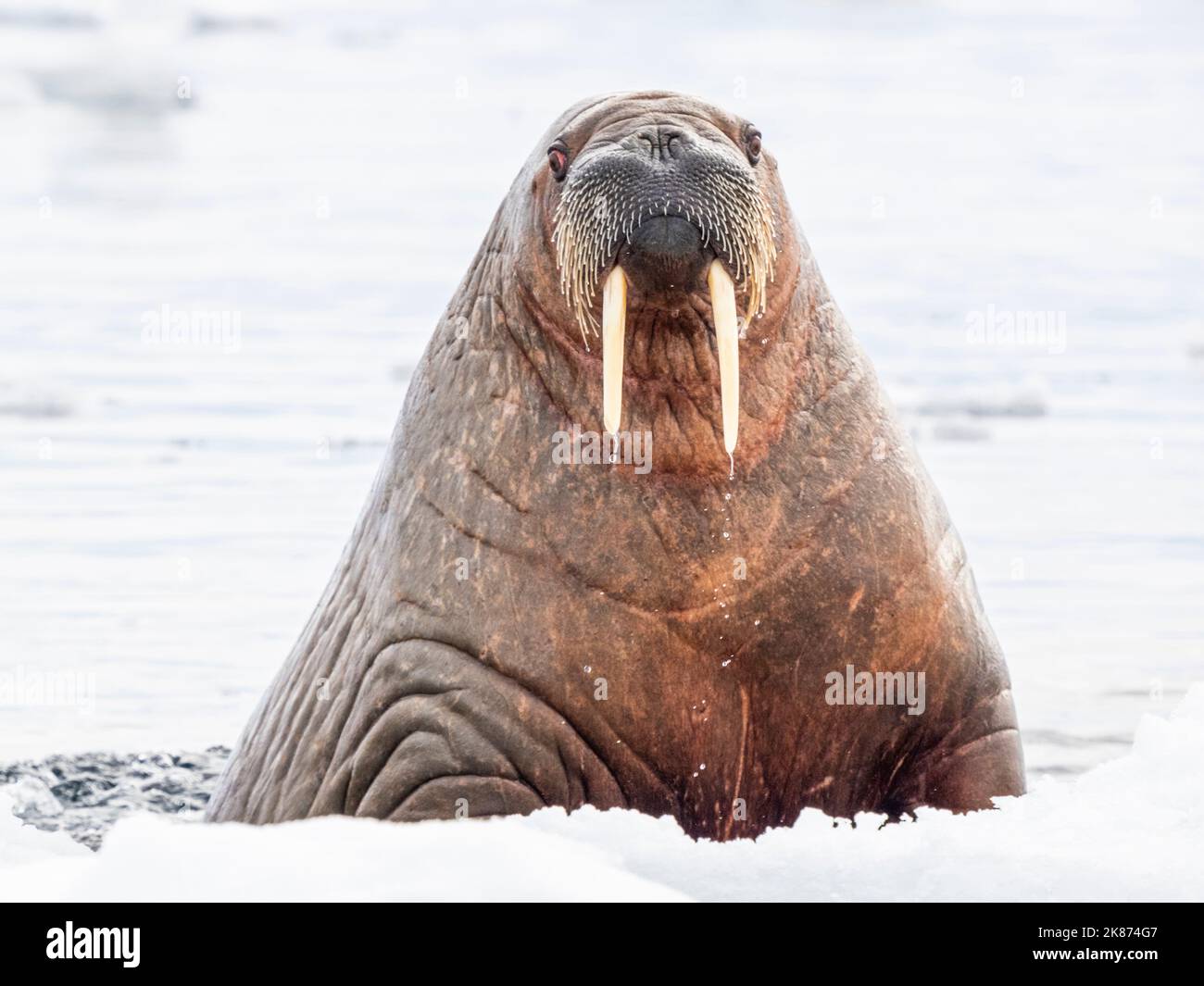 Adult female walrus (Odobenus rosmarus) swimming near ice floes near Storoya, Svalbard, Norway, Europe Stock Photo