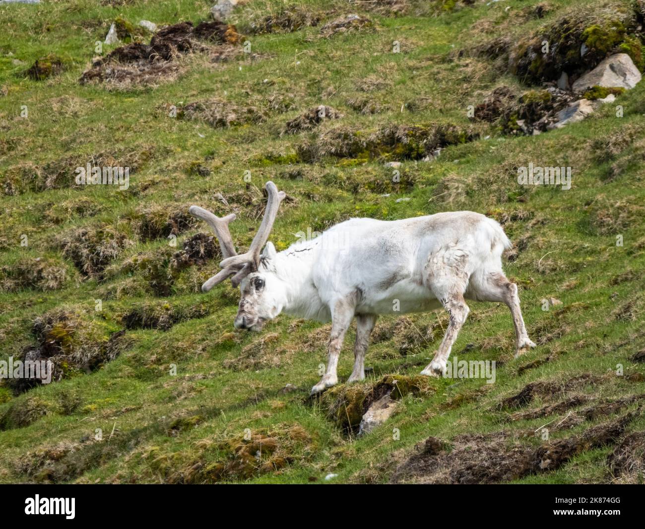 Svalbard reindeer (Rangifer tarandus platyrhynchus) grazing on the hills near Lilliehookbreen, Svalbard, Norway, Europe Stock Photo