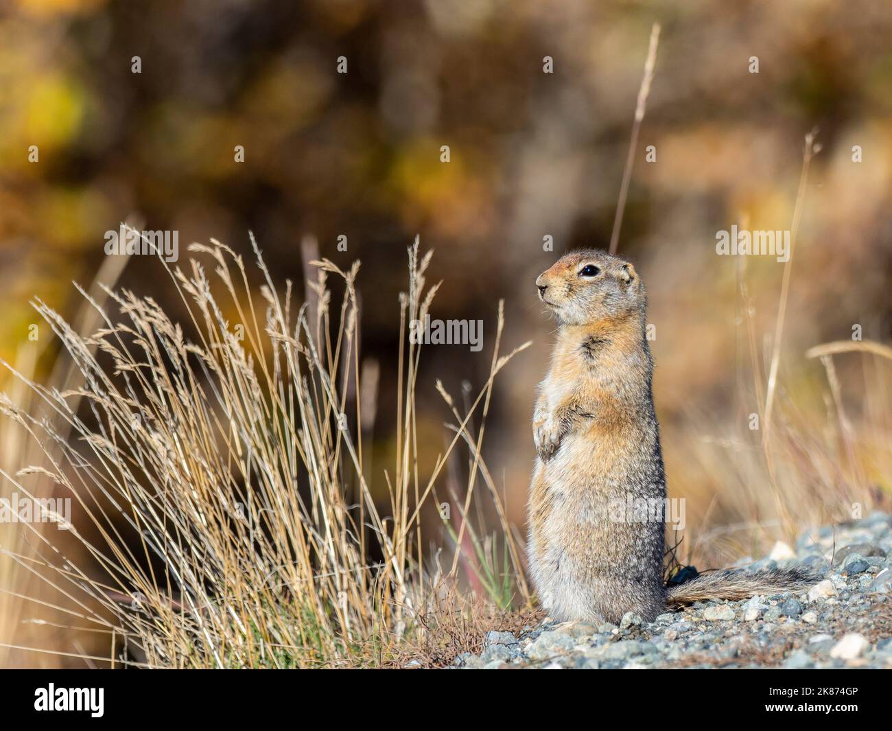 An adult Arctic ground squirrel (Urocitellus parryii) standing in the